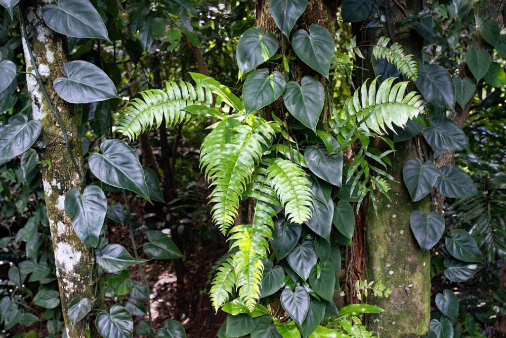 Photo Banana leaves